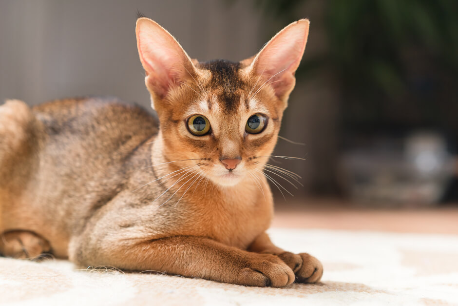 Абиссинская порода кошек: характер, описание породы, фото